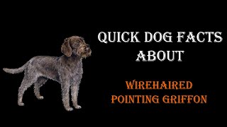 Quick Dog Facts About The Wirehaired Pointing Griffon!