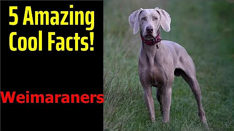 5 Fascinating Facts About Weimaraners