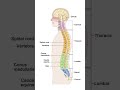 human vertebral column explained || #spinalcord #vertebral#medical