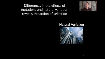 Compensatory trans-regulatory alleles are common within Saccharomyces cerevisiae | Brian Metzger