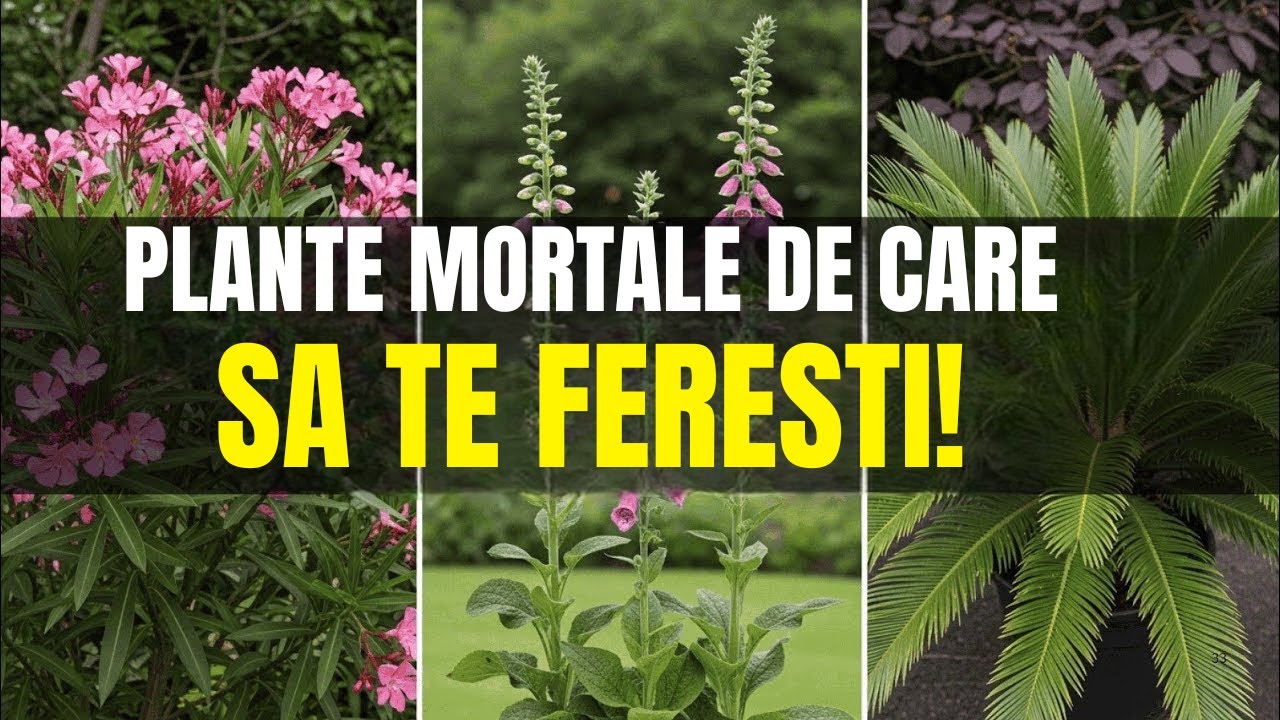 7 Cele Mai Periculoase Plante Pe Care Nu Ar Trebui Sa Le Cumparati Niciodata Din Pepiniere