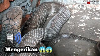 Bunyi Ular Tedung Selar Jantan besar