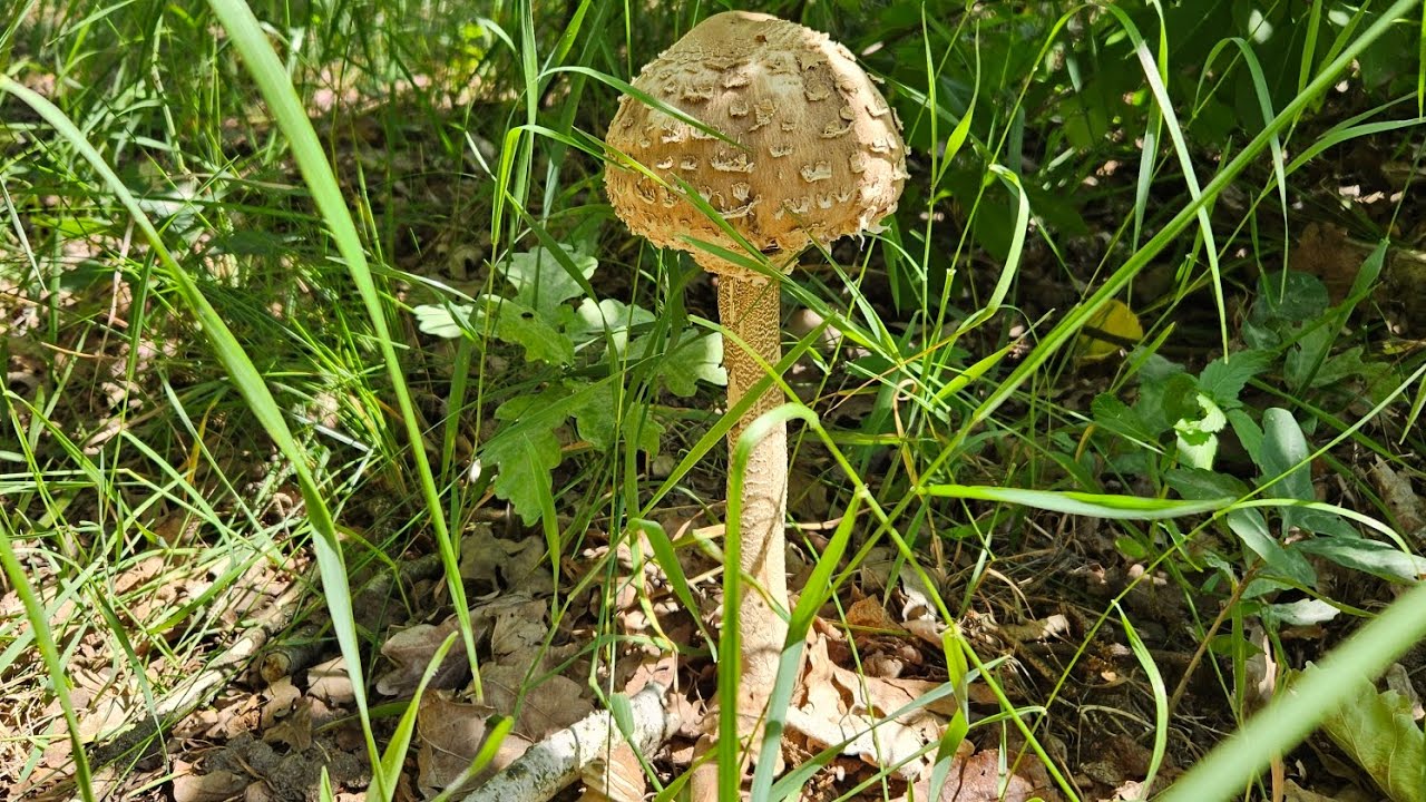Grzybki nadal dopisują mimo suszy w lesie