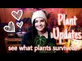 PLANT UPDATES | SEE WHAT PLANTS SURVIVED
