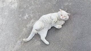 The inflamed stray, one-eyed cat flipped onto its back, seeking my touch, hoping I'd take him home by Animal Care Haven 54,209 views 4 months ago 8 minutes, 1 second