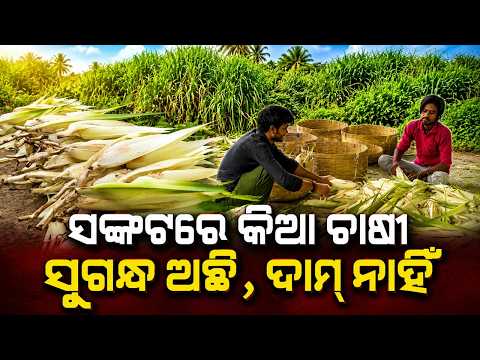 Ganjam's 200-Year-Old Kewda Industry in Crisis: Farmers Struggle as Prices Drop | Argus News