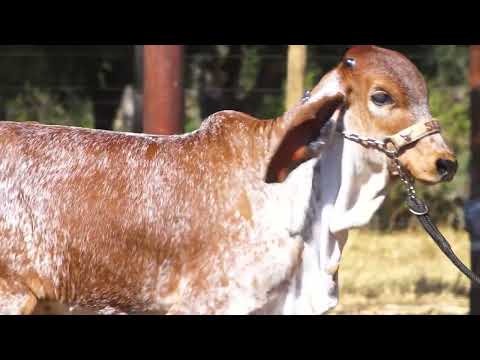 LOTE 39   SEBA 232
