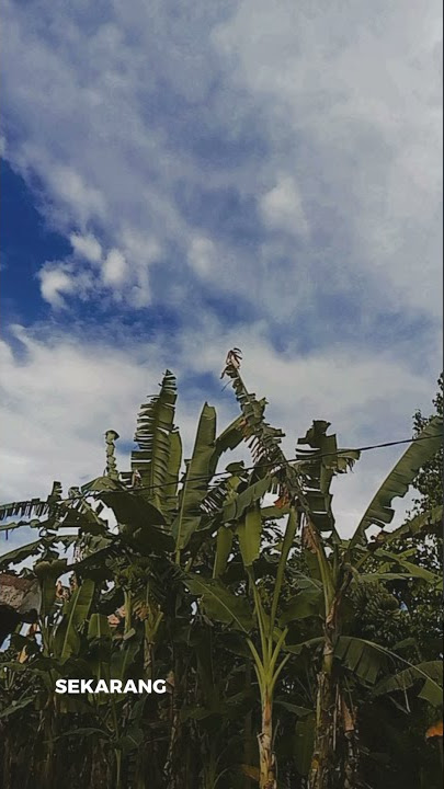 story wa sedih maaf ya kemarin kesannya kaya ngemis perhatian bikin kamu risih tapi tenang aja...