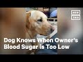 Dog Alerts Owner With Diabetes When Blood Sugar is Low