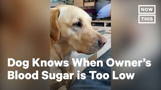 Dog Alerts Owner With Diabetes When Blood Sugar is Low