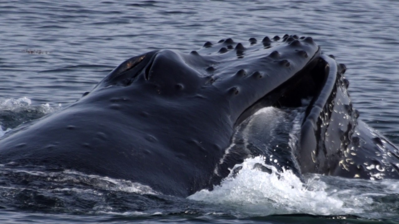 Whale Watching In Juneau Alaska - YouTube