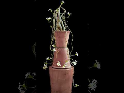 Pachypodium