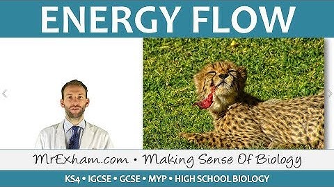 Ecology -  Energy Flow - GCSE Biology (9-1)