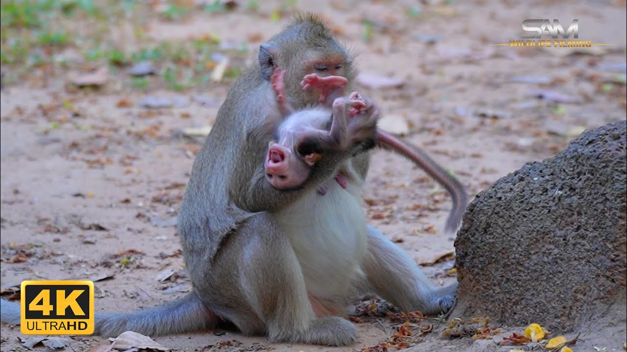 BUTTON Teach Her Baby To Know When To Breastfeeding