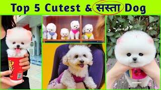 Top 5 Cutest Dog in India | Cheapest Dog Market in India Cute Puppies | Pomeranian dog | Small Puppy by Rajesh5G 11,216 views 4 months ago 3 minutes, 44 seconds