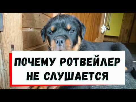 РОТВЕЙЛЕР НЕ СЛУШАЕТСЯ.ЧТО ДЕЛАТЬ?воспитание и дрессировка собаки