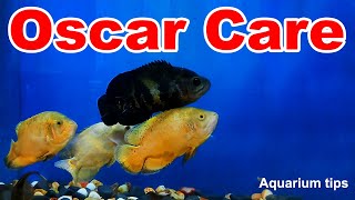 Ultimate Oscar Fish Care Guide | Unlock the Secrets to Keeping Your Oscars Happy and Thriving!