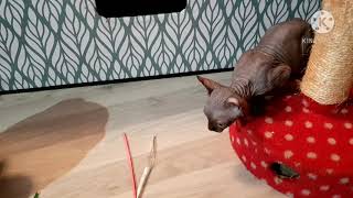 #Sphynx #Elf#Kittens# schpilen #Nacktkatze essen# Wir spilen und essen dann zusammen.😽😻Сфинкс играем