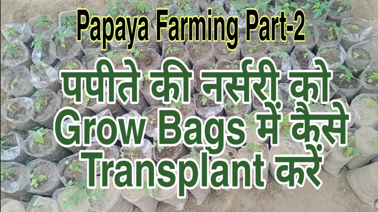 How To Shift Papaya Plants Into Grow Bags YouTube