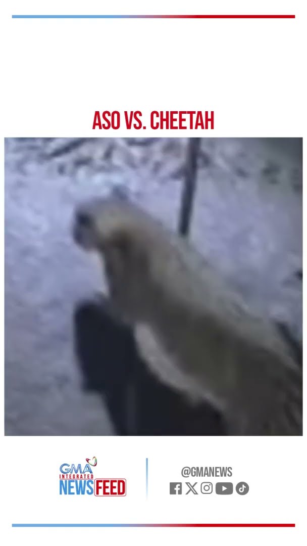 Kinakahulan ng mga aso, mapanganib na cheetah pala! | GMA Integrated Newsfeed