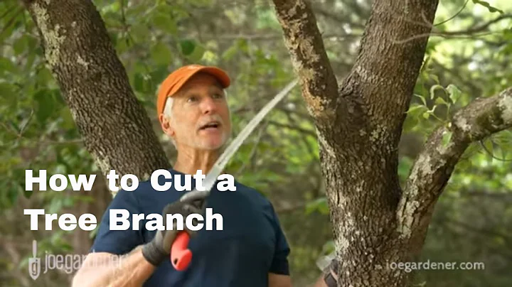 How To Cut a Tree Branch the Right Way
