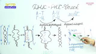 картинка: 10-класс | Биология | Тукум куума маалыматтын клетка деңгээлинде берилиши. ДНК-РНК- Белок