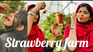 Strawberry  farm Abaha/lovely with sonashi