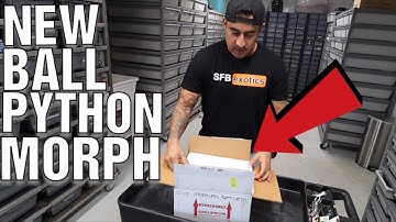 UNBOXING NEW BALL PYTHON MORPH “ZUWADI"