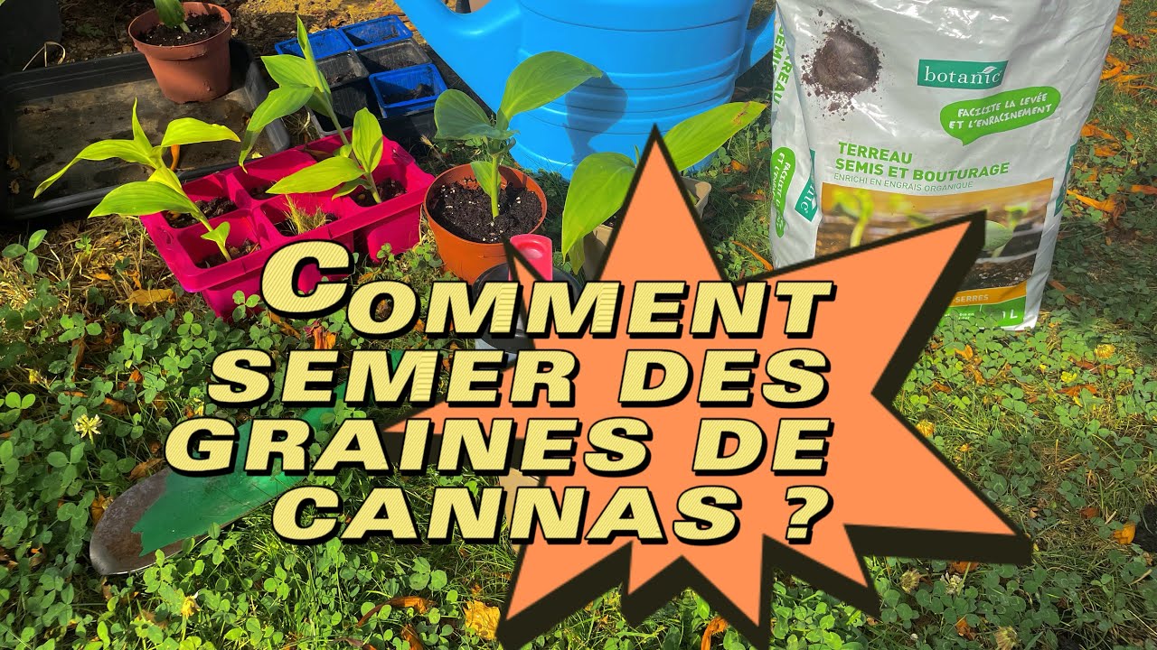 Comment semer des graines de cannas ?