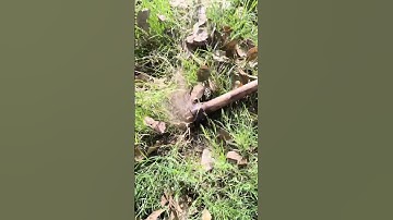 unique way of clearing weeds using an axe #shorts #farming #agriculture