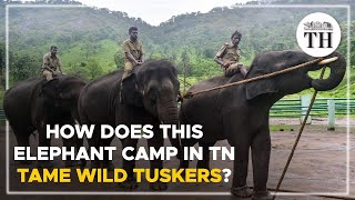 Watch Camp Elephant video