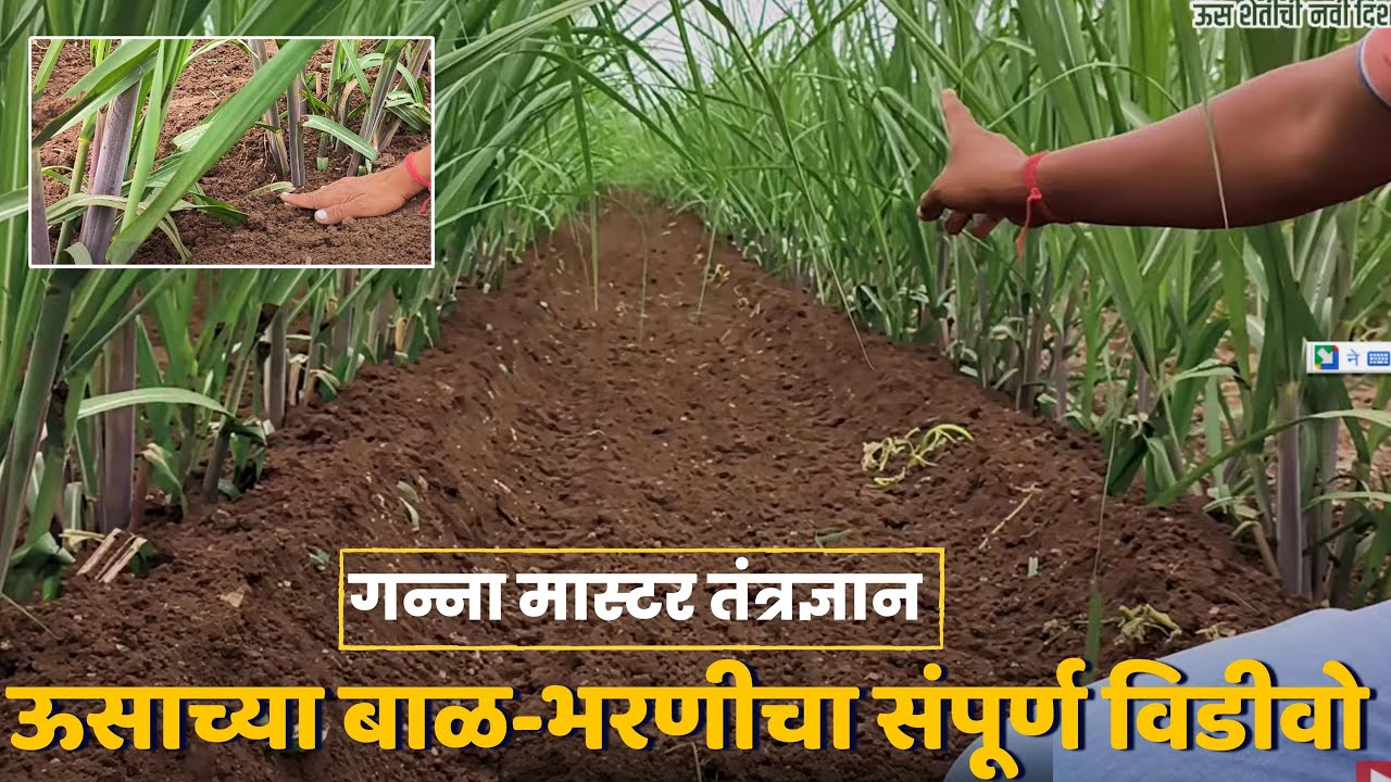 🔴 ऊसाची बाळ बांधणी कशी कराल? | गन्ना मास्टर तंत्रज्ञान | डॉ अंकुश चोरमुले सर |