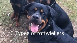 Difference between German, American and Roman Rottwiellers by Its_jack_GSD 1,358 views 9 months ago 3 minutes, 51 seconds