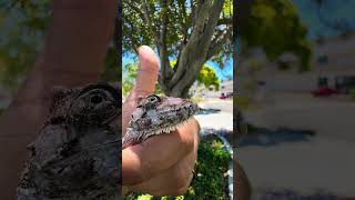 Cuban False Chameleons are anoles !