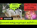 அழகில் சிறந்த 2-ம் ஈற்று மயிலை மாடு @athiracattles4372
