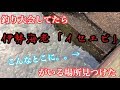釣り大会してたらイセエビが結構いる場所を見つけた【旅行】