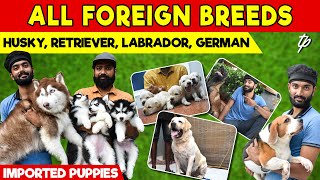 Biggest Dog Kennel || Foreign Breeds || Dog For Sale || Ticket Pocket