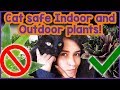 Plants that are Toxic to Cats! Common Houseplants that are Toxic to Cats and Which Plants are Safe!