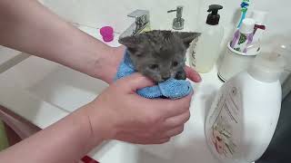 British kitten |his first bath |he enjoys it @stelaandthecats