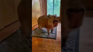 Capybaras Make Noise!