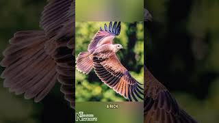 Red Tailed Hawk. #hawk  #nature #documentary #animals #naturetreasures #natgeo #wildlife #shorts