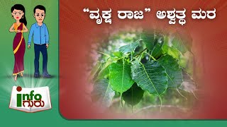 “ವೃಕ್ಷ ರಾಜ” ಅಶ್ವತ್ಥ ಮರ | Info Guru - “King of Trees” Ashwathta tree | Saral Jeevan