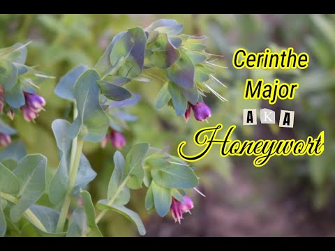 Video: Growing Cerinthe Plants - Information on Cerinthe Plant Care