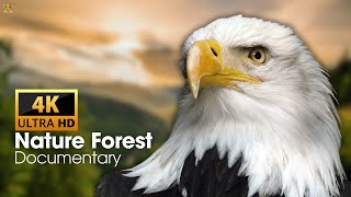 4K Video Ultra HD Nature Forest Documentary Animals