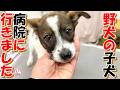 【保護犬　子犬】保護した子犬、病院で再検査しました＋おまけコーナー