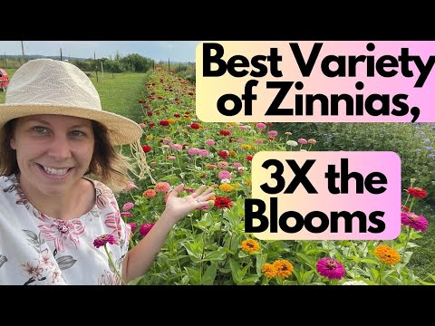 Best Variety of Zinnia to Grow| Cut Flowers