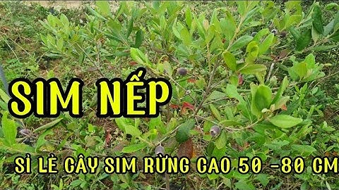 Quả Sim Nếp của nhà vườn cây sim rừng/ sỉ lẻ toàn quốc cây sim rừng 0819972997
