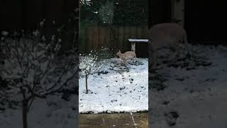 Cornish Rex Dio&Davy love snow by Martina&Ralf screenshot 5