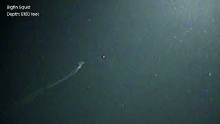 Nightmare Magnapinna Filmed at 8000 Feet Deep