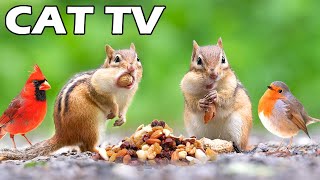 Nature TV FOR CAT To Watch 😻📺 Little Adorable Squirrels, Chipmunks & Birds 🐿🦜 BEST GAME FOR CAT screenshot 2